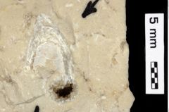 Foto (Detailansicht) von Ambulocapsa altilis (Robin, 2013) (NHMW-GEO-1990-0041-0533)